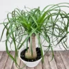 Ponytail Palm Plants - 5 Pack - 1-1.5 Ft Tall - Live Indoor Outdoor Plant