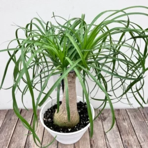 Ponytail Palm Plants - 5 Pack - 1-1.5 Ft Tall - Live Indoor Outdoor Plant