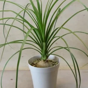 Ponytail Palm Plants - 5 Pack - 1-1.5 Ft Tall - Live Indoor Outdoor Plant
