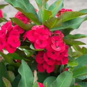 Crown of Thorns Plant, Euphorbia Milii, 6-10 Inch, Red-Pink, Succulent Houseplant