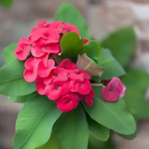 Crown of Thorns Plant, Euphorbia Milii, 6-10 Inch, Red-Pink, Succulent Houseplant