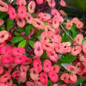 Crown of Thorns Plant, Euphorbia Milii, 6-10 Inch, Red-Pink, Succulent Houseplant