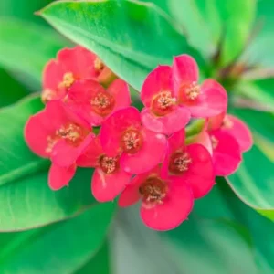 Crown of Thorns Plant, Euphorbia Milii, 6-10 Inch, Red-Pink, Succulent Houseplant