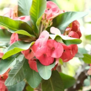 Crown of Thorns Plant, Euphorbia Milii, 6-10 Inch, Red-Pink, Succulent Houseplant