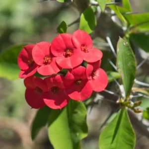 Crown of Thorns Plant, Euphorbia Milii, 6-10 Inch, Red-Pink, Succulent Houseplant