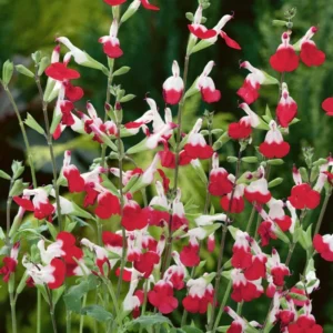 Hot Lips Salvia Sage Plants - Live Perennial Plants in 4 Inch Pot Bicolor Blooms