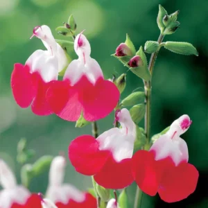 Hot Lips Salvia Sage Plants - Live Perennial Plants in 4 Inch Pot Bicolor Blooms