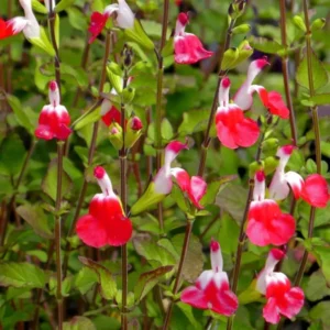 Hot Lips Salvia Sage Plants - Live Perennial Plants in 4 Inch Pot Bicolor Blooms