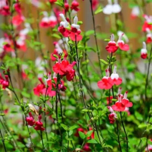 Hot Lips Salvia Sage Plants - Live Perennial Plants in 4 Inch Pot Bicolor Blooms