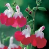 Hot Lips Salvia Sage Plants - Live Perennial Plants in 4 Inch Pot Bicolor Blooms