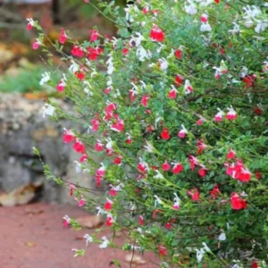 Hot Lips Salvia Sage Plants - Live Perennial Plants in 4 Inch Pot Bicolor Blooms