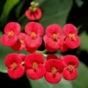 Crown of Thorns Plant Live Decor - Perennial Cactus Houseplant Indoor/Outdoor Gardens