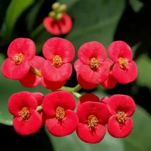 Crown of Thorns Plant Live Decor - Perennial Cactus Houseplant Indoor/Outdoor Gardens