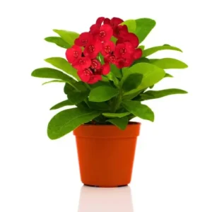 Crown of Thorns Plant Live Decor - Perennial Cactus Houseplant Indoor/Outdoor Gardens