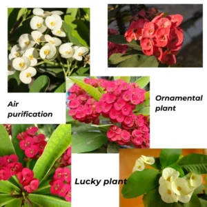 Crown of Thorns Plant Live Decor - Perennial Cactus Houseplant Indoor/Outdoor Gardens