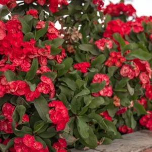 Crown of Thorns Plant Live Decor - Perennial Cactus Houseplant Indoor/Outdoor Gardens