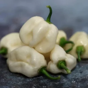 White Habanero Pepper Plants - Hot Chili Seedlings 4-Pack, Live Plants