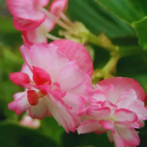 Begonia Cherry Blossom Plants - Live Weeping Begonia - 6 Inch Pot - Flowering Houseplant