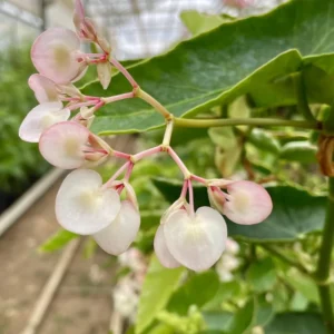 Begonia Cherry Blossom Plants - Live Weeping Begonia - 6 Inch Pot - Flowering Houseplant