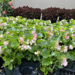 Begonia Cherry Blossom Plants - Live Weeping Begonia - 6 Inch Pot - Flowering Houseplant