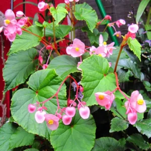 Begonia Cherry Blossom Live Plants - 6 Inch Potted Weeping Begonia Houseplant