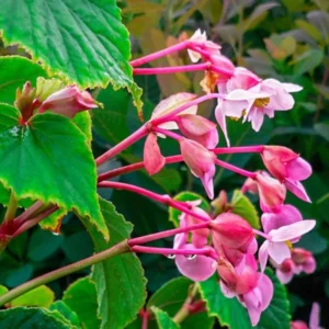 Begonia Cherry Blossom Live Plants - 6 Inch Potted Weeping Begonia Houseplant