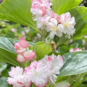 Begonia Cherry Blossom Live Plants - 6 Inch Potted Weeping Begonia Houseplant