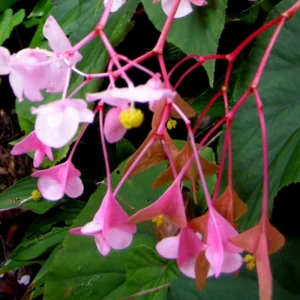 Weeping Begonia Plants - 4 Cherry Blossom Begonias - 6 Inch Pot - Live Flowering Houseplant