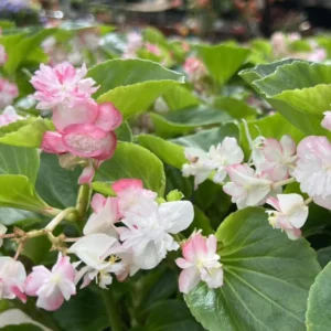 Weeping Begonia Plants - 4 Cherry Blossom Begonias - 6 Inch Pot - Live Flowering Houseplant