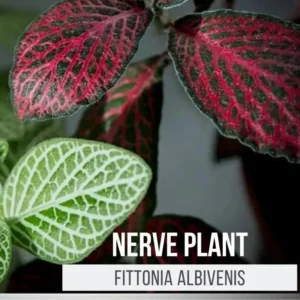 Fittonia Albivenis Nerve Plant - 2 Potted Plants - White & Pink Terrarium