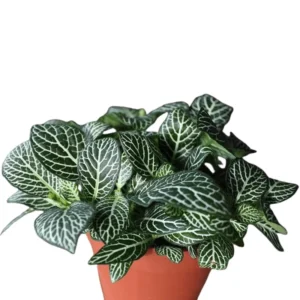 Fittonia Albivenis Nerve Plant - 2 Potted Plants - White & Pink Terrarium