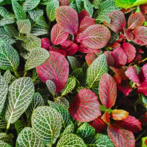 Fittonia Albivenis Nerve Plant - 2 Potted Plants - White & Pink Terrarium