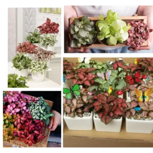 Fittonia Albivenis Nerve Plant - 2 Potted Plants - White & Pink Terrarium