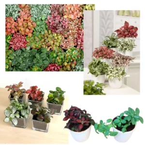 Nerve Plant Combo - White & Pink Fittonia Albivenis - 4 Inch Potted Terrarium Plants