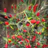 Hot Peppers Pequin Plants Live - 4 Inch Potted Chili Plants - 90 Days Old