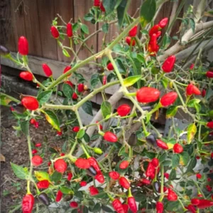 Hot Peppers Pequin Plants Live - 4 Inch Potted Chili Plants - 90 Days Old