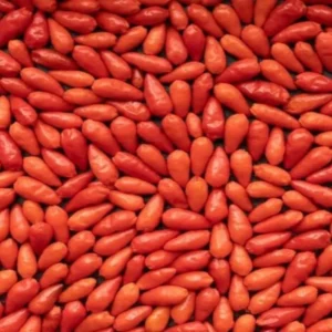 Hot Peppers Pequin Plants Live - 4 Inch Potted Chili Plants - 90 Days Old