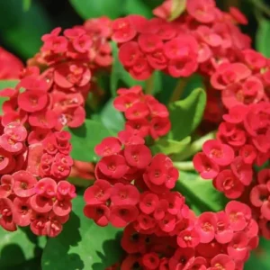 Red Crown of Thorns Plant Live 4 Inch Pot - Hardy Cactus Houseplant