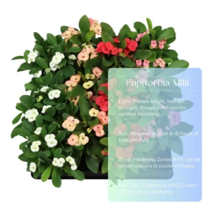 Red Crown of Thorns Plant Live 4 Inch Pot - Hardy Cactus Houseplant