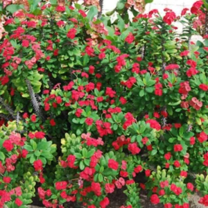 Red Crown of Thorns Plant Live 4 Inch Pot - Hardy Cactus Houseplant