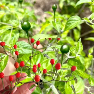 Chiltepin Hot Pepper Plant Live - 4 Inch Potted Chili Plants