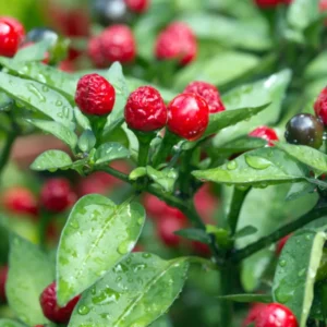 Chiltepin Hot Pepper Plant Live - 4 Inch Potted Chili Plants