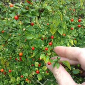 Chiltepin Hot Pepper Plant Live - 4 Inch Potted Chili Plants