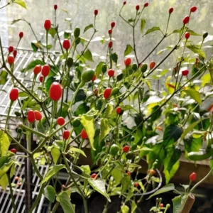 Chiltepin Hot Pepper Plants - 2 Pack Live Chili Peppers - 4 Inch Pots - Spicy!