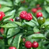 Chiltepin Hot Pepper Plants - 3 Pack Live Chili Plants - 4 Inch Pots