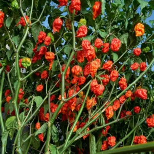 Red Bhut Jolokia Ghost Hot Pepper Plants - 4 Inch Potted Chili Plants
