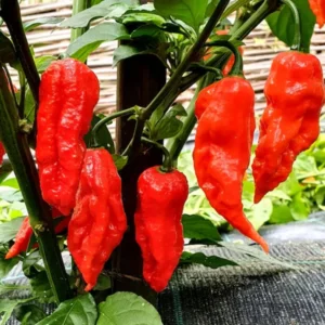 Red Bhut Jolokia Ghost Hot Pepper Plants - 4 Inch Potted Chili Plants