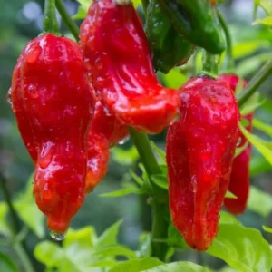 Red Bhut Jolokia Ghost Hot Pepper Plants - 4 Inch Potted Chili Plants