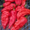 Bhut Jolokia Pepper Plants - 4 Inc Potted Ghost Peppers - Live Chili Plants