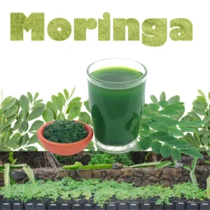 Moringa Plant Live Trees - 2 Trees - 6-12 Inch Tall - Drumstick Tree